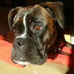 A brindle boxer leaning her head over the back of a couch